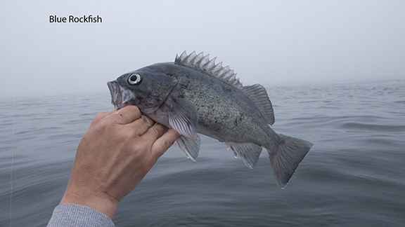 Blue Rockfish.jpg